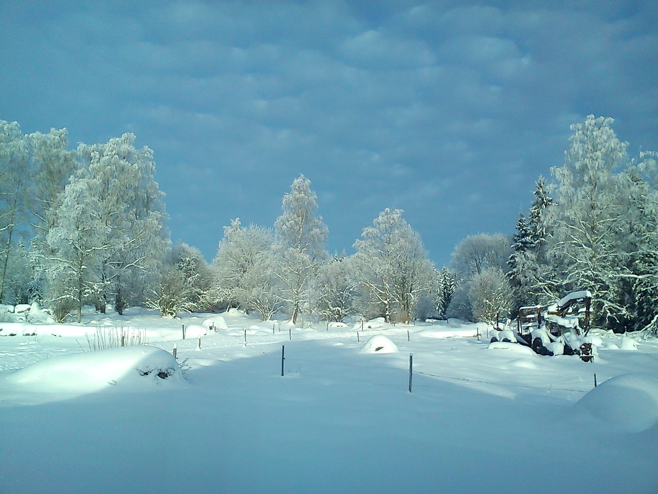 winter forest snow free photo