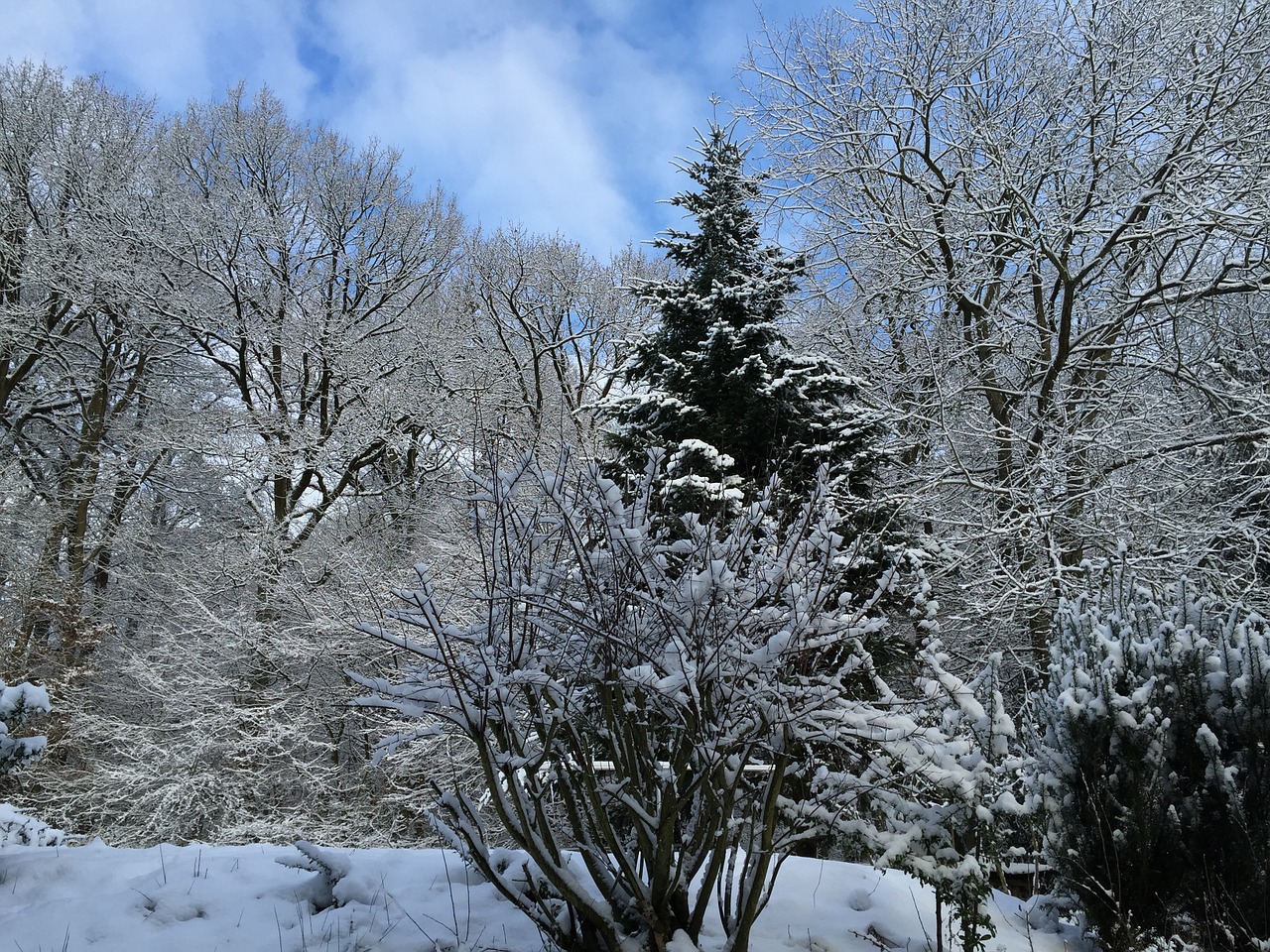 winter landscape winter forest free photo