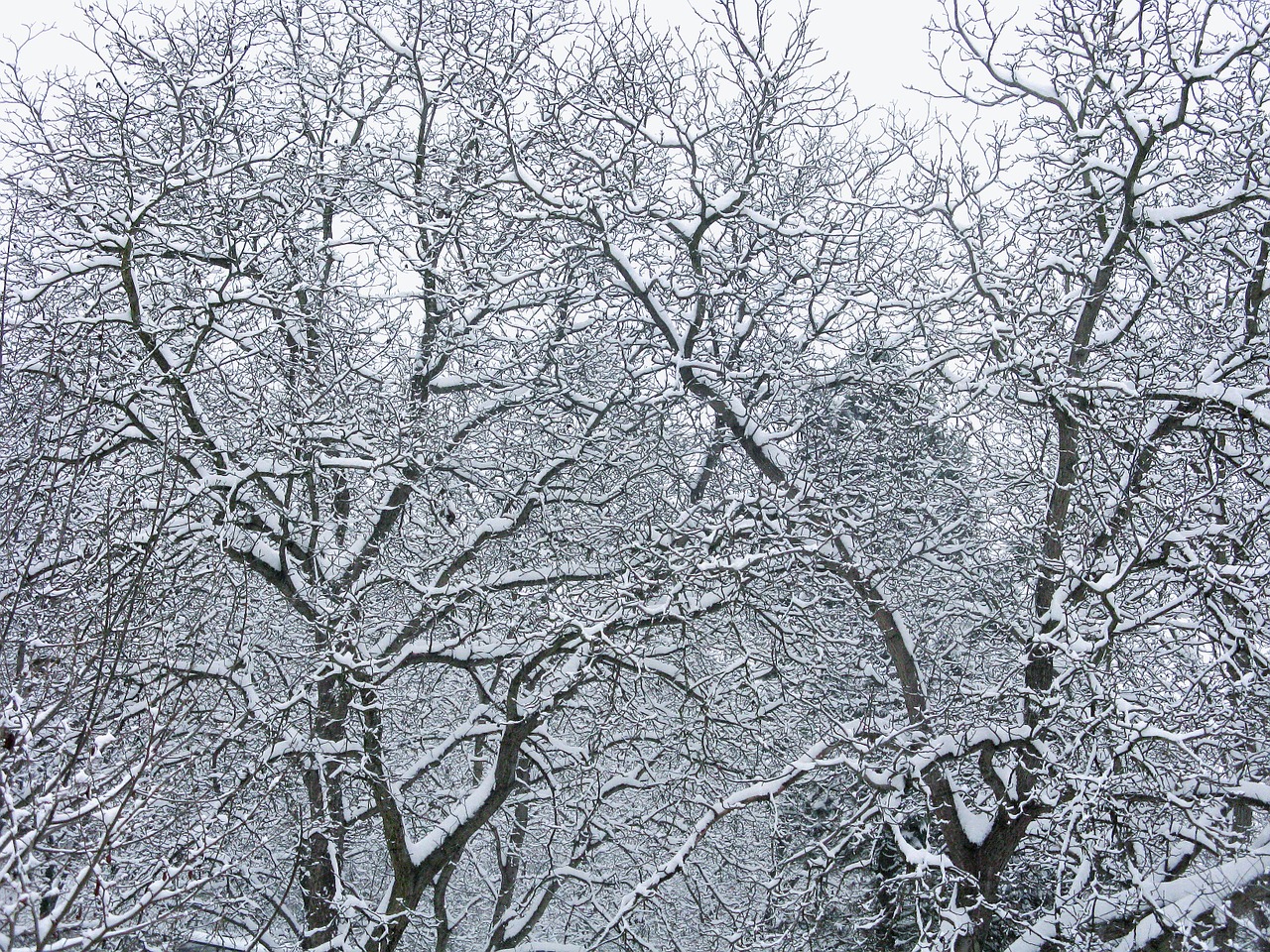 winter snow tree free photo