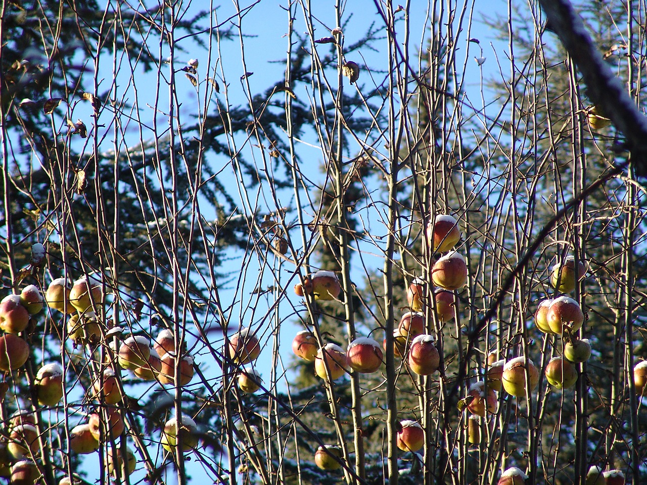 winter snow apple free photo