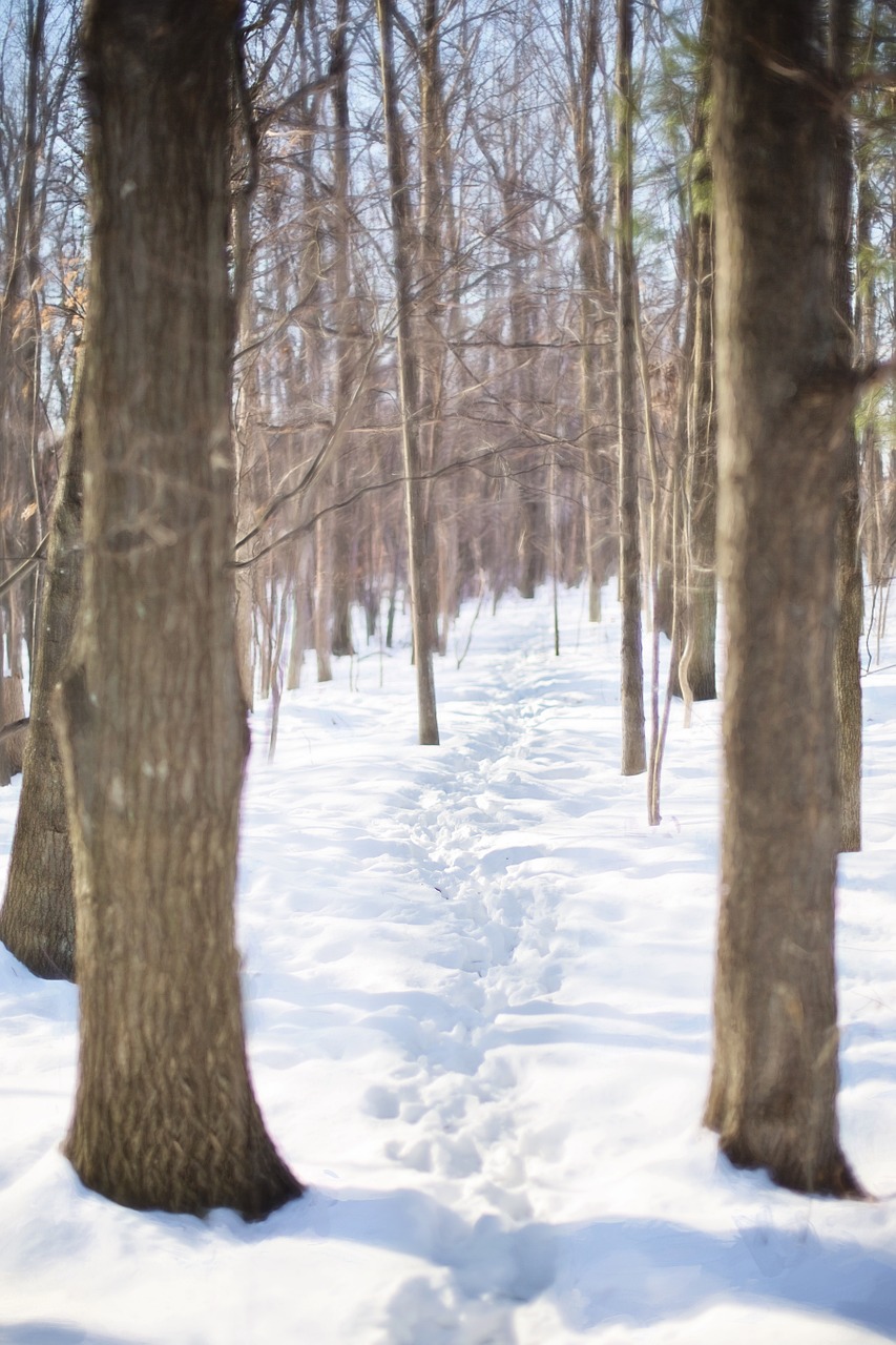 winter trail through snow woods free photo