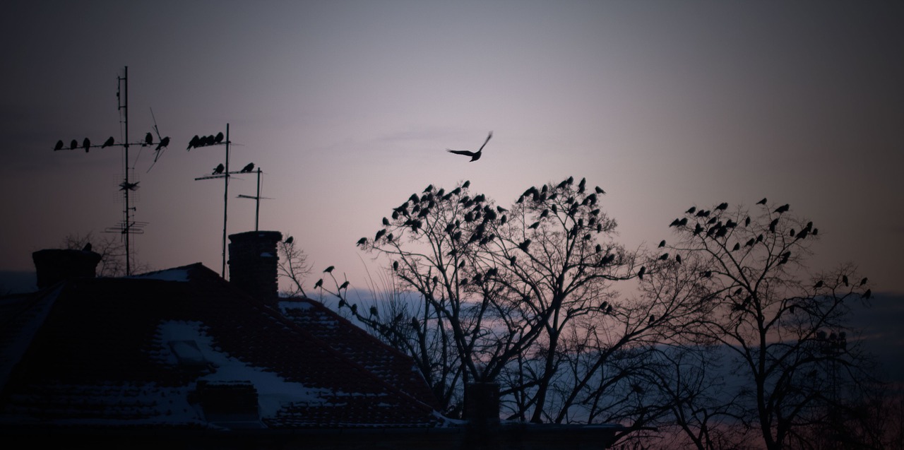 winter bird roof free photo