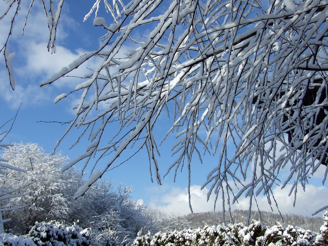 winter garden snow free photo