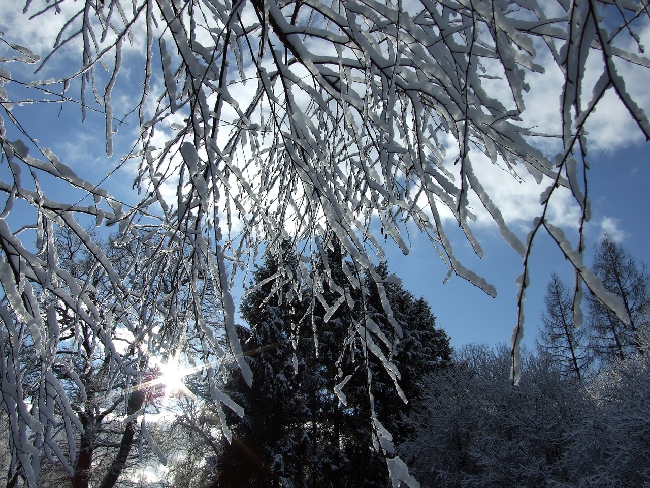 winter garden snow free photo