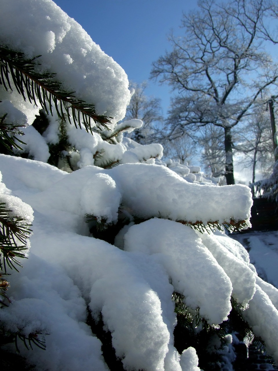 winter snow garden free photo