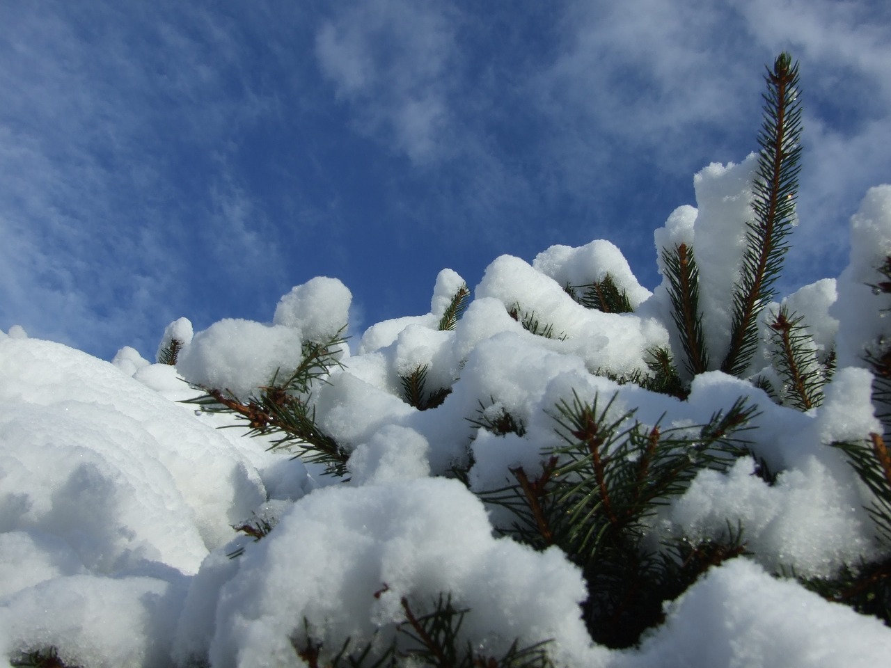 winter garden snow free photo