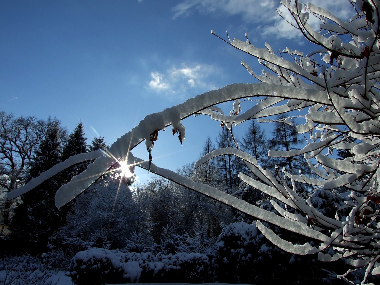 winter garden tree free photo