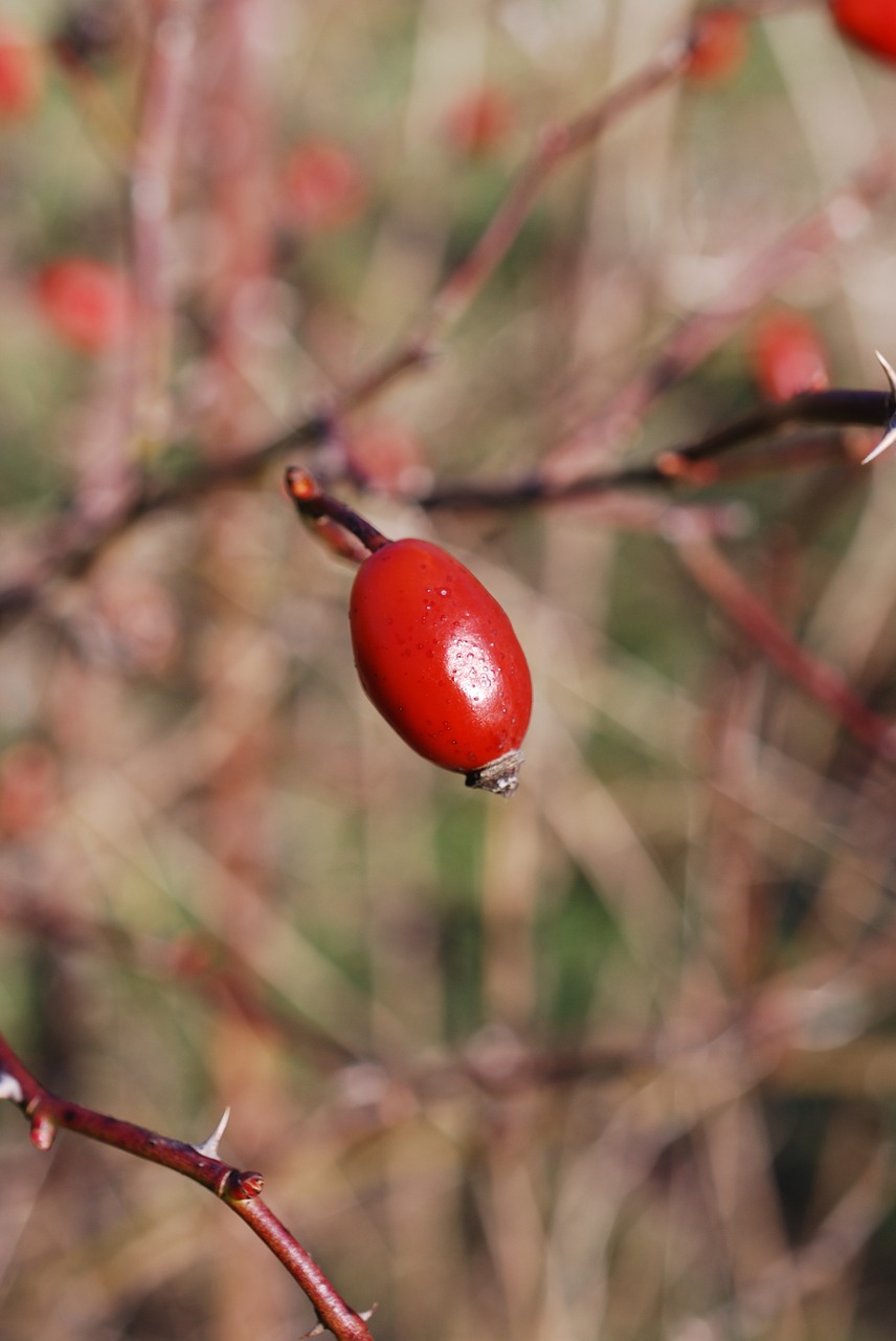 winter red rosehips free photo