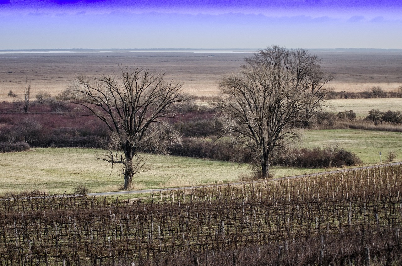 winter hungary wood free photo