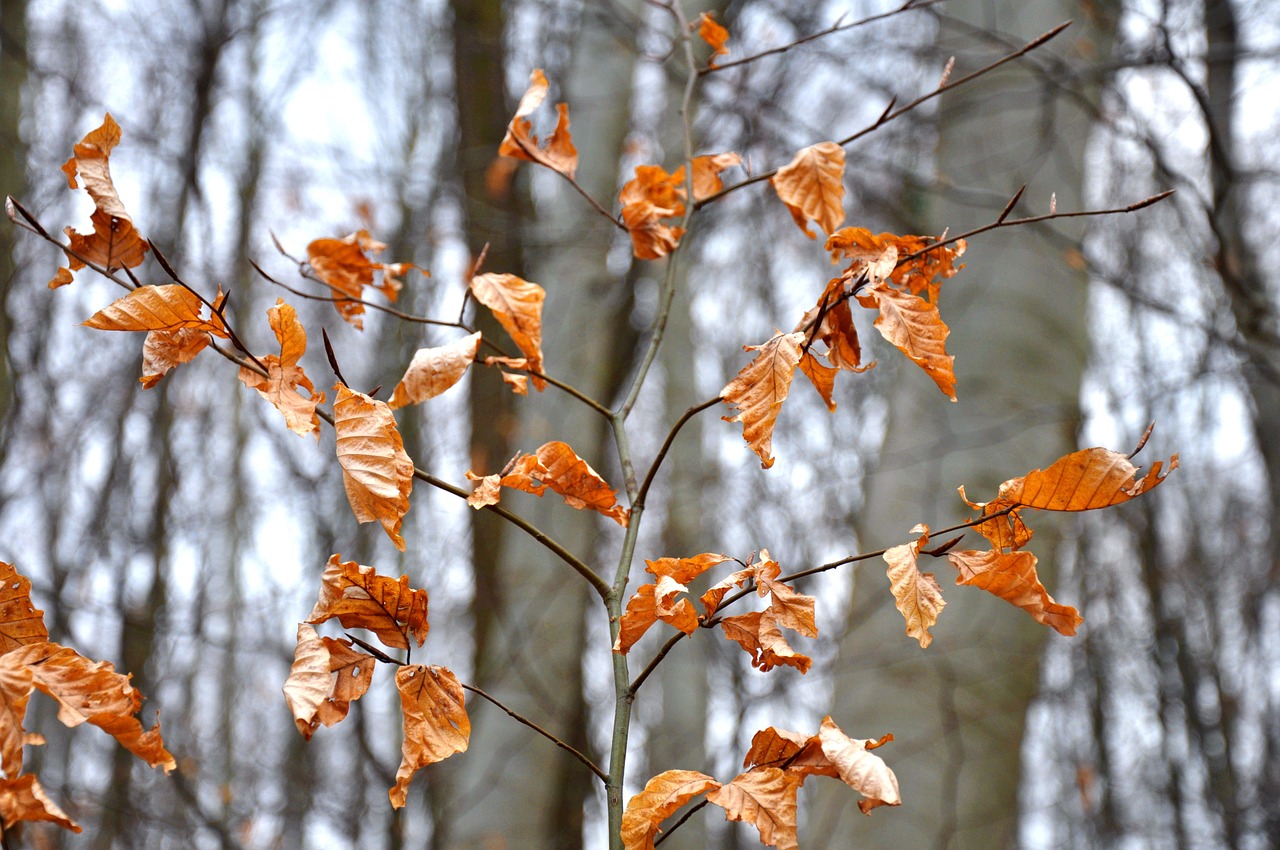 winter yellow holidays free photo