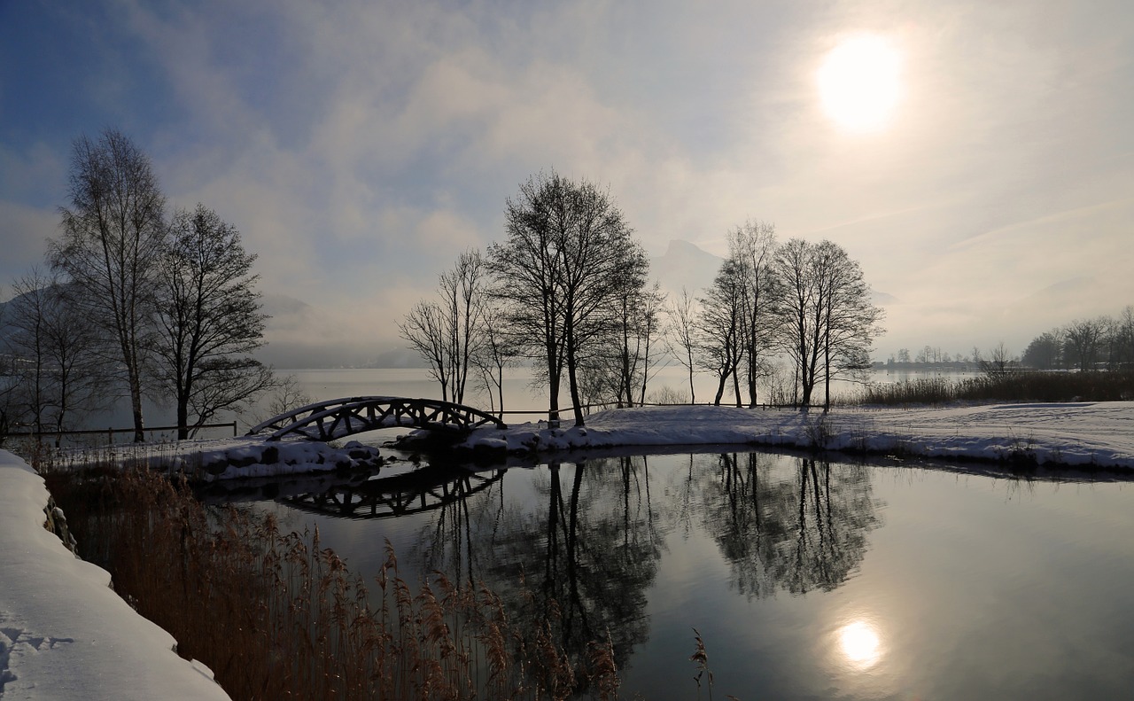 winter trees snow free photo