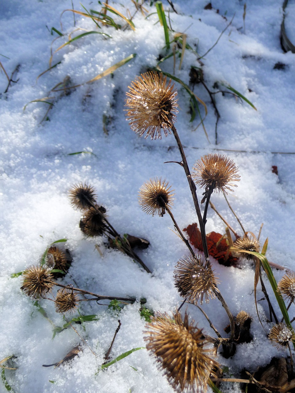 winter snow wintry free photo