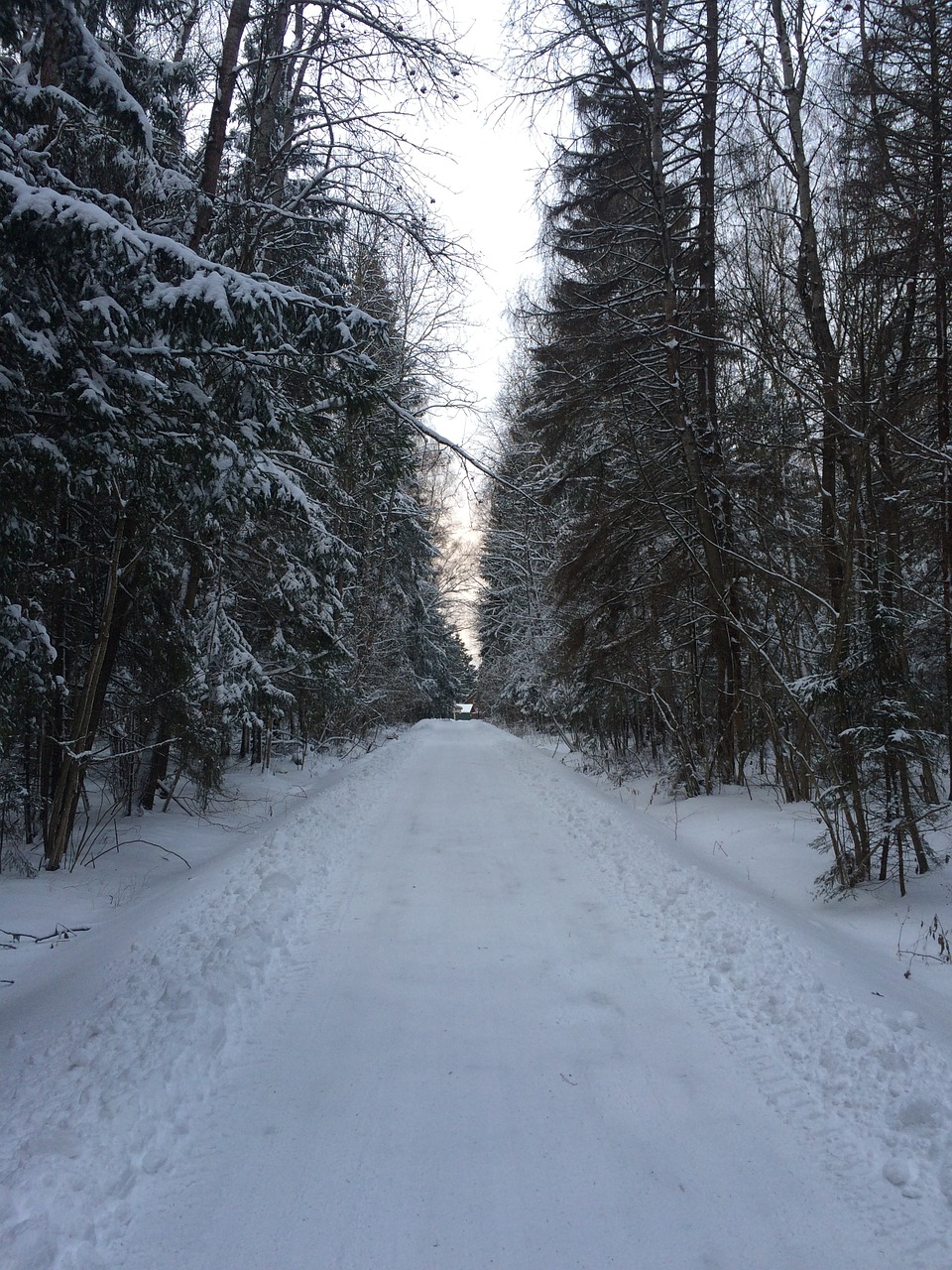 winter winter road trees free photo