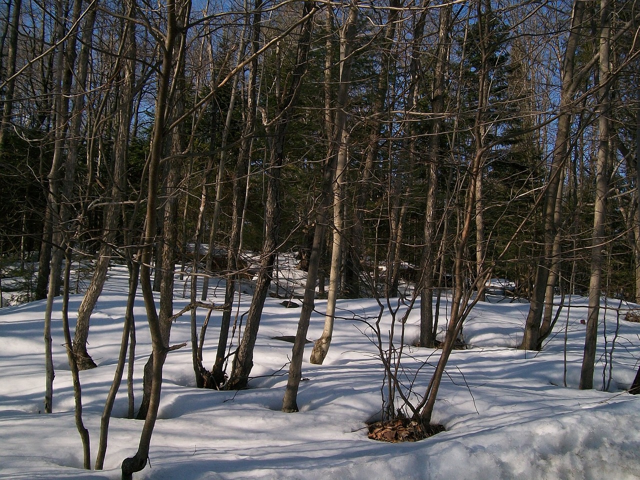winter forest trees free photo