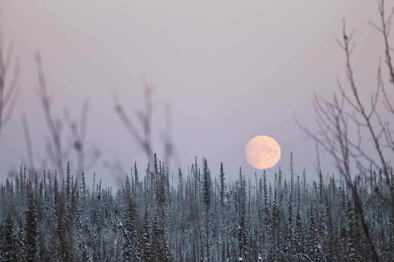 winter moon woods free photo