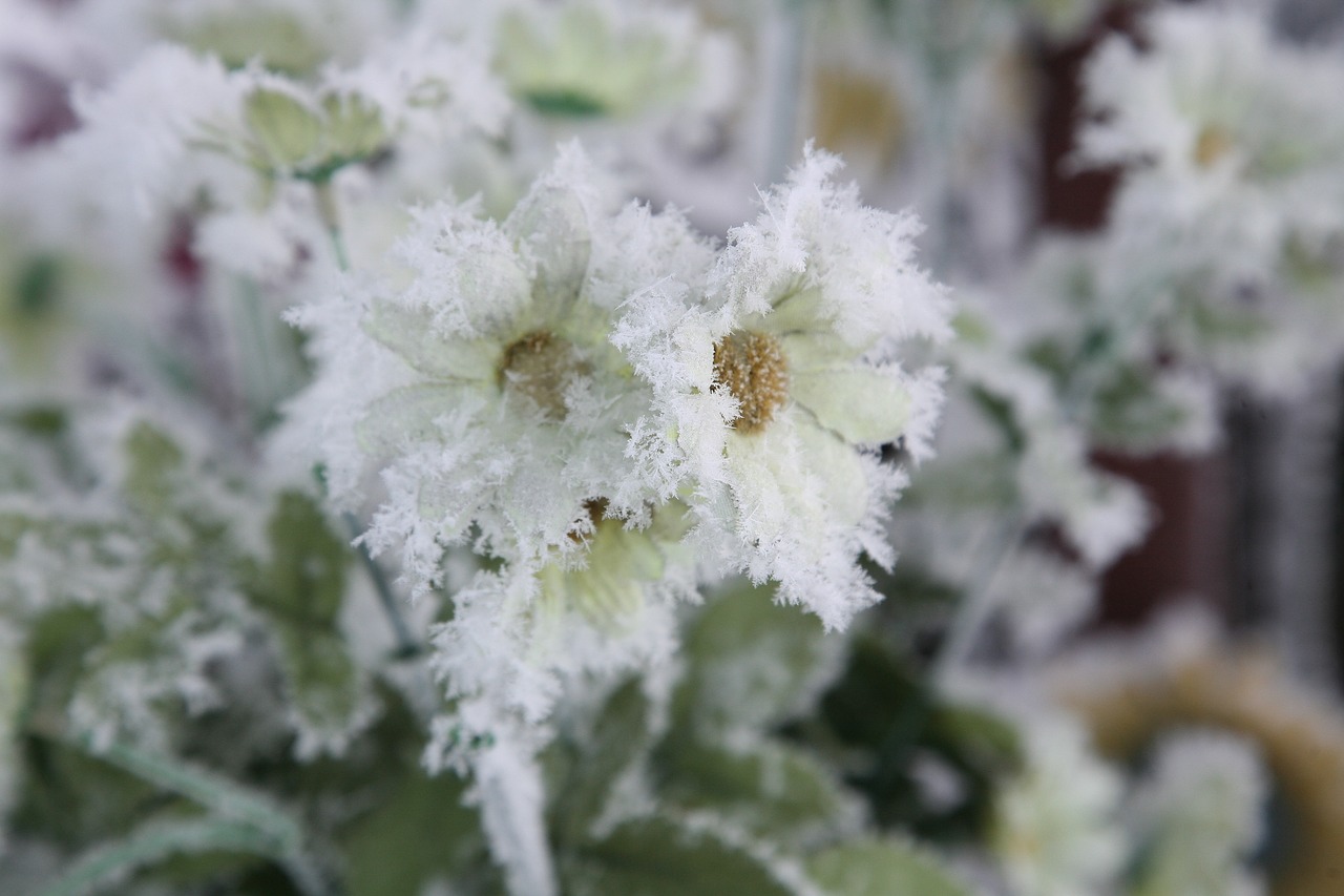 winter flowers nature free photo