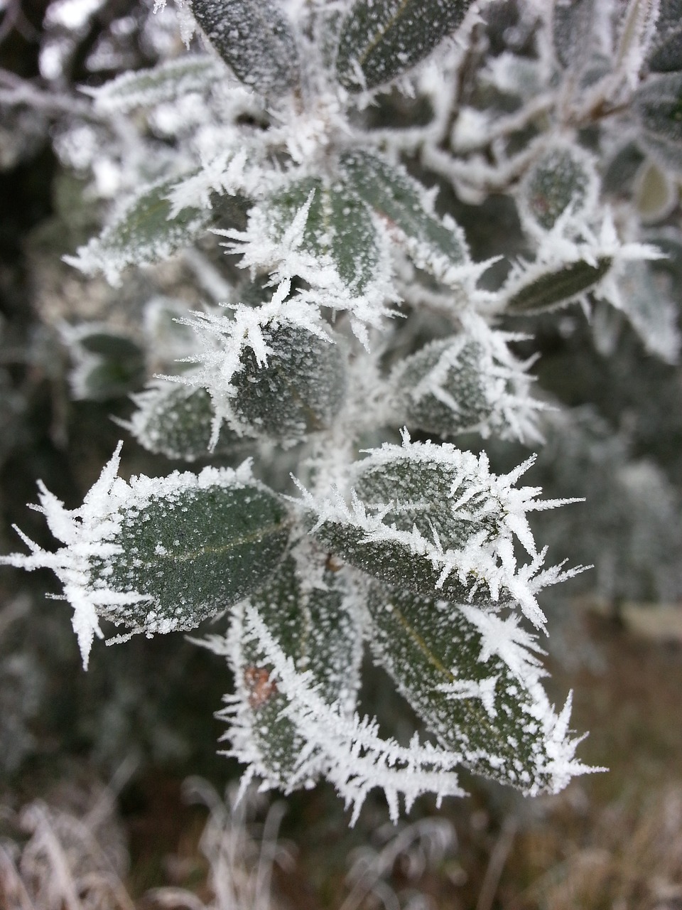 winter ice leaf free photo