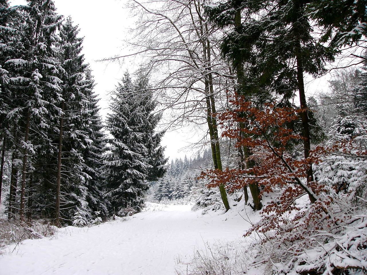 winter snow wintry free photo