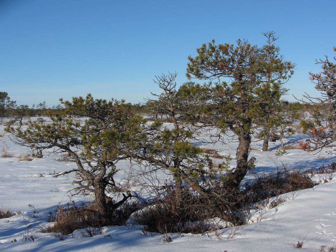 winter pine bog free photo