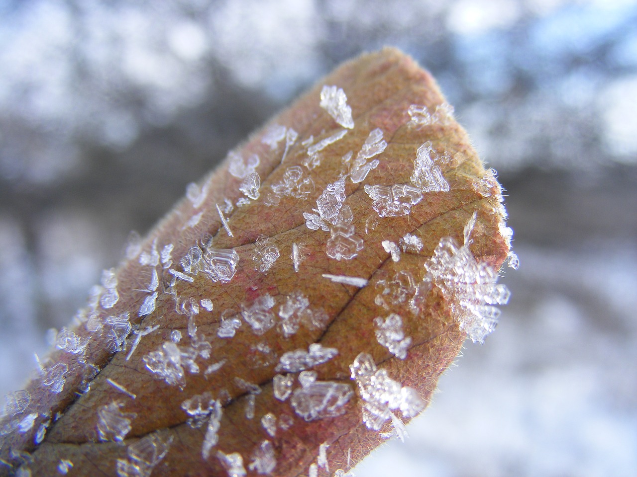 winter frost foliage free photo