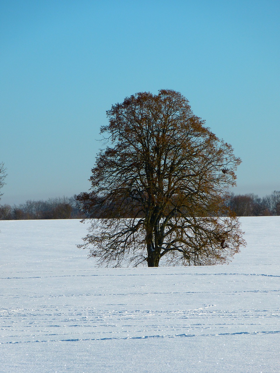 winter snow landscape free photo