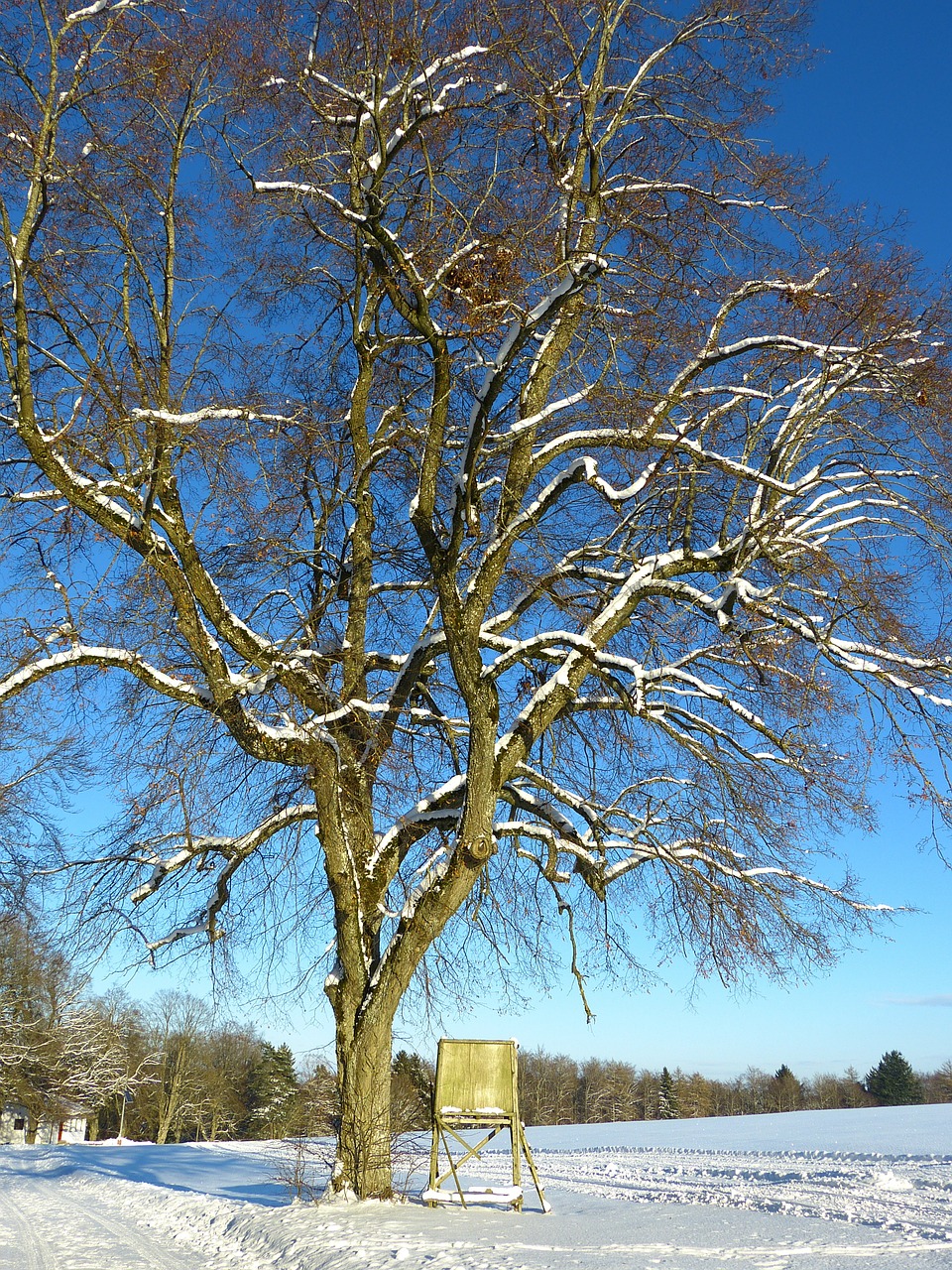 winter snow landscape free photo