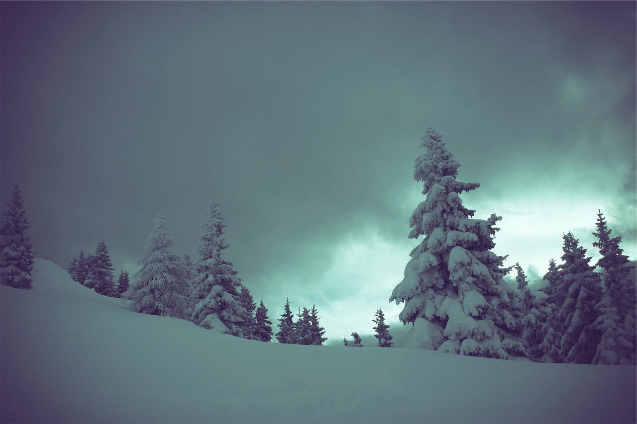 winter snow trees free photo