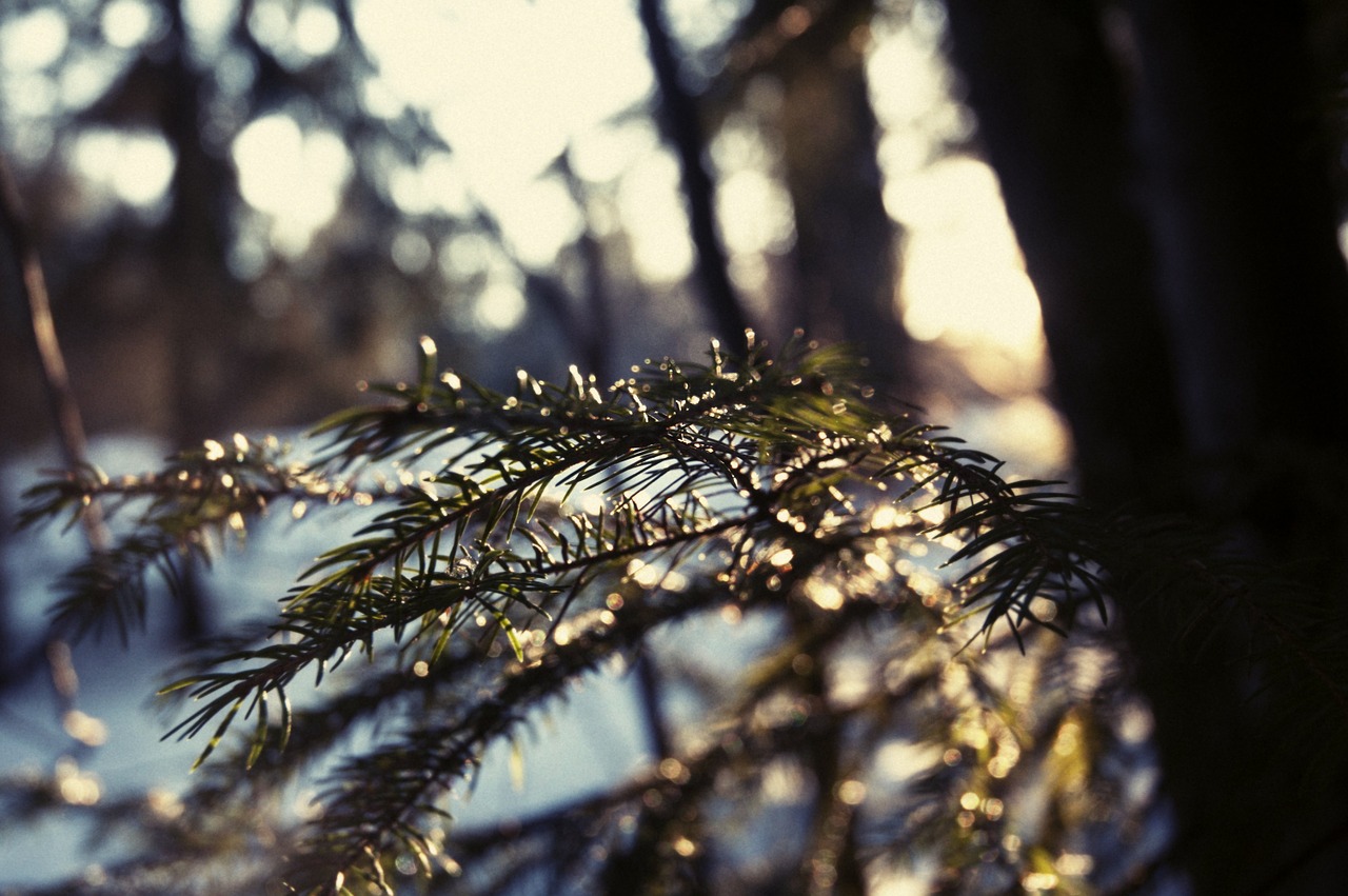 winter nature snow free photo