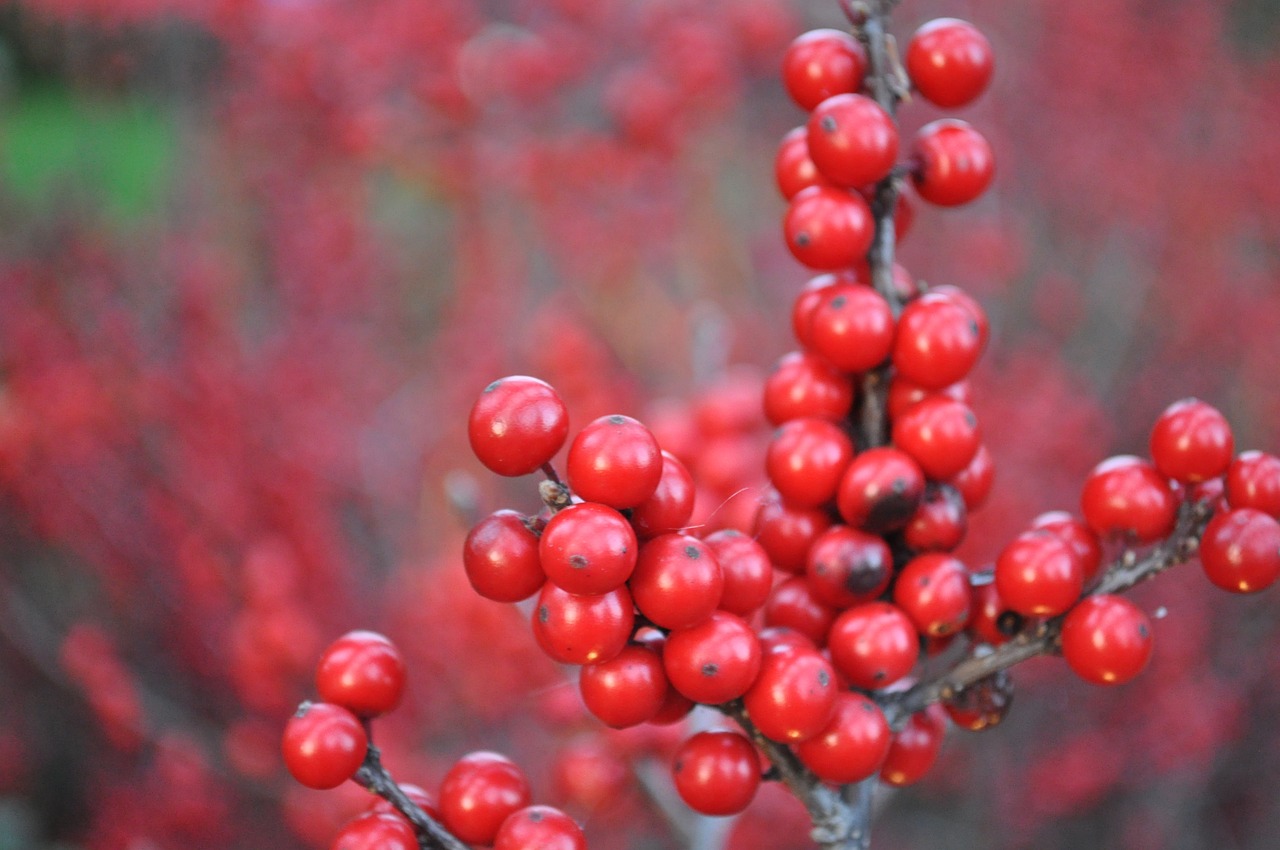 winter red berry free photo