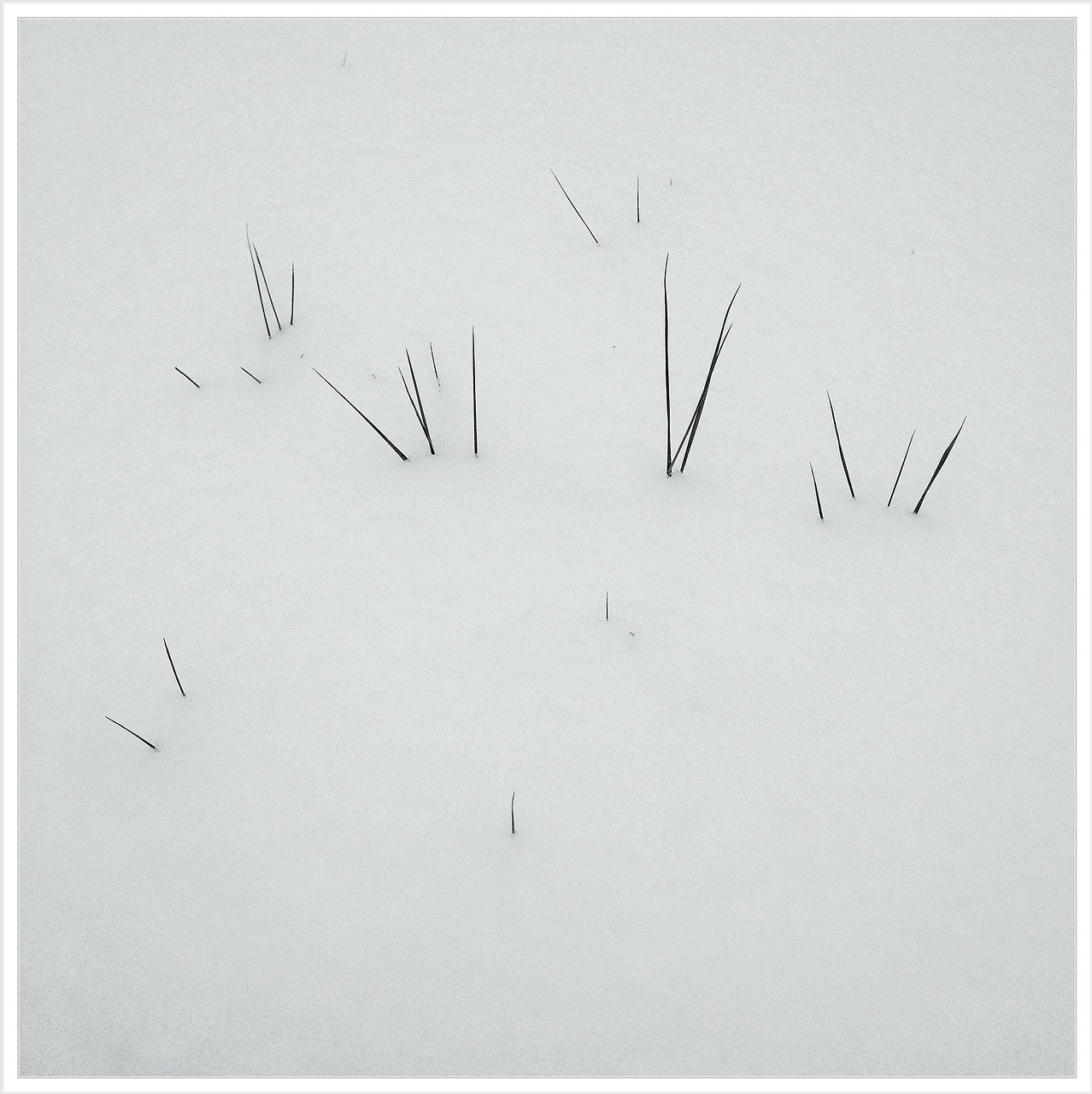 winter white icicle free photo