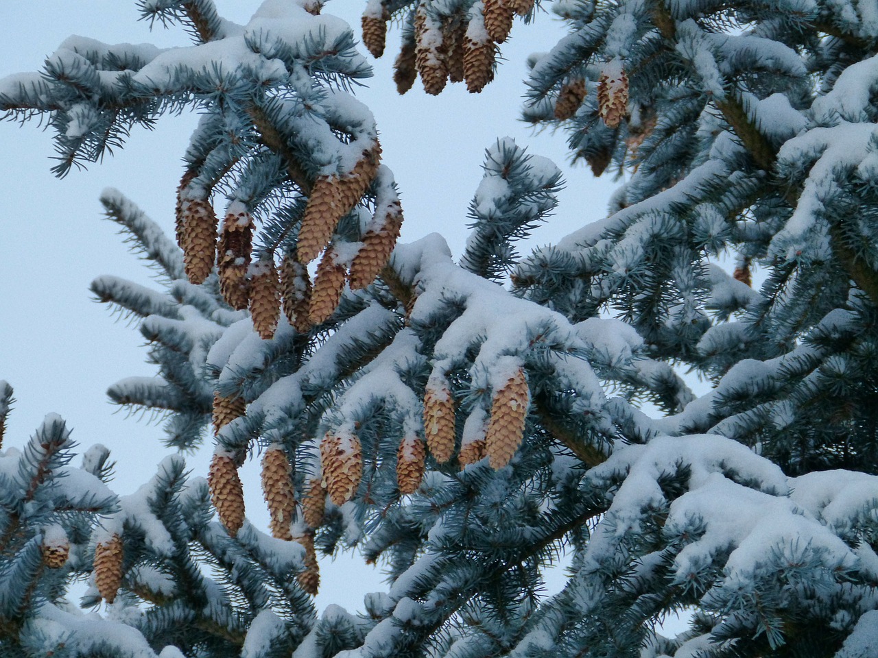 winter snow trees free photo