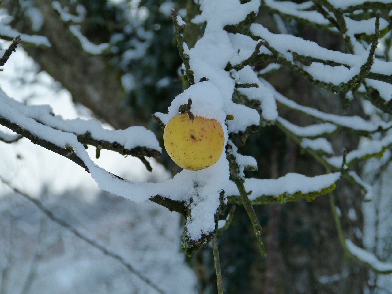 winter apple snow free photo