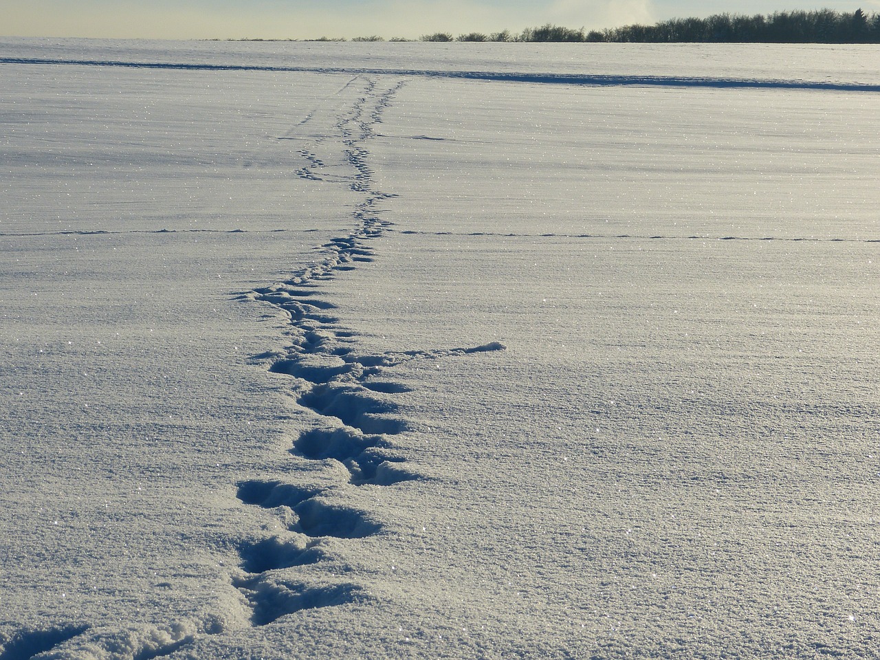 winter snow traces free photo