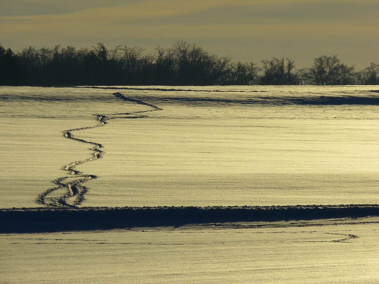 winter snow traces free photo