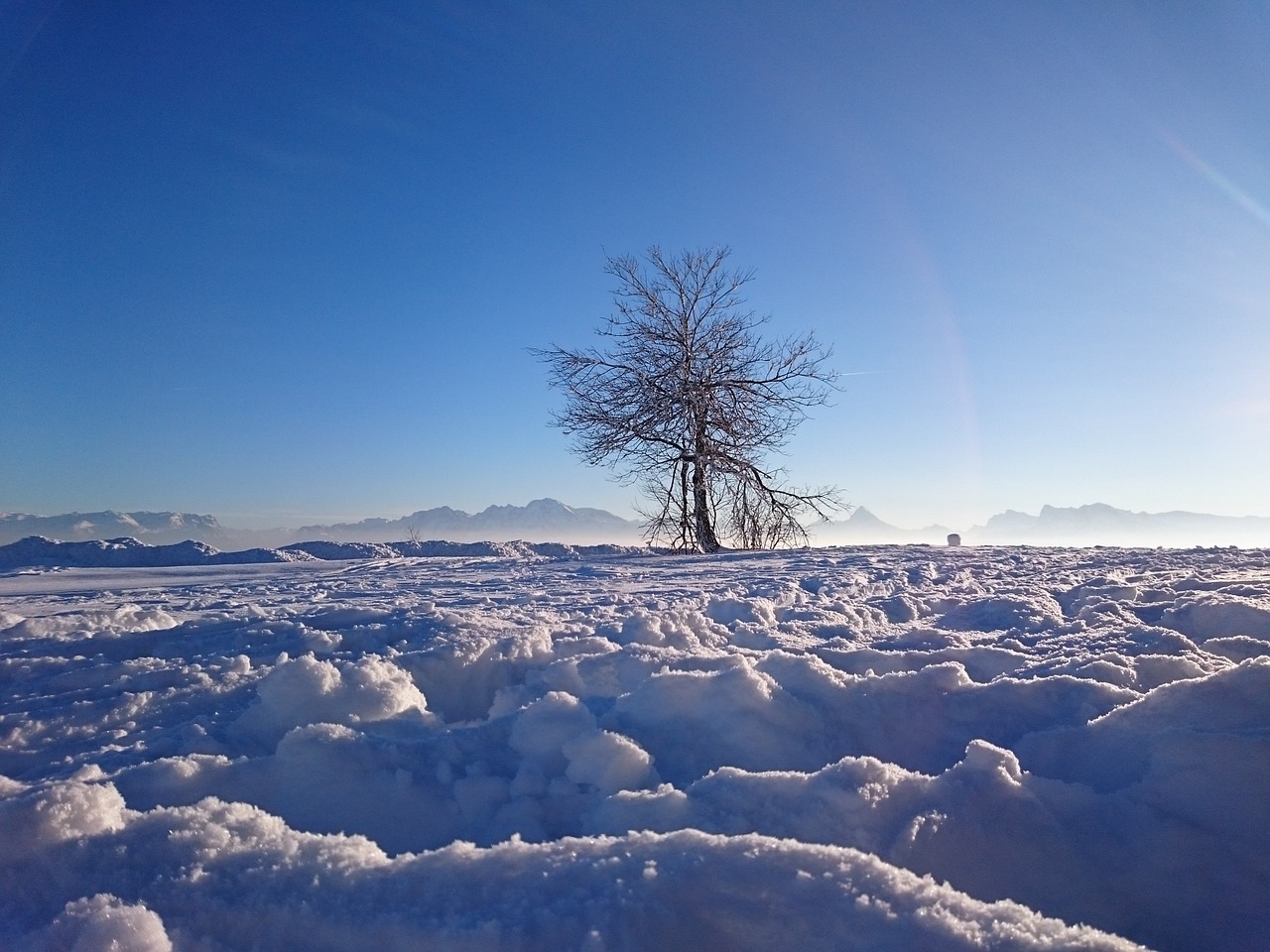 winter tree snow free photo