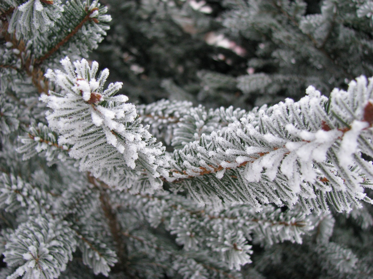 winter rime nature free photo