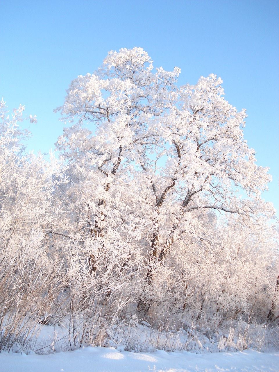 winter snow winter forest free photo