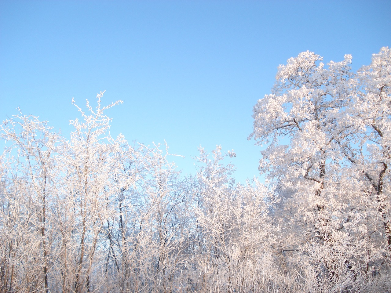 winter snow winter forest free photo