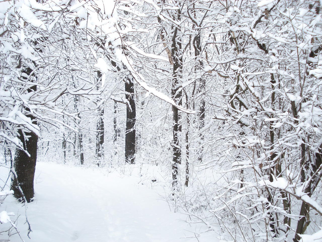 winter snow forest free photo