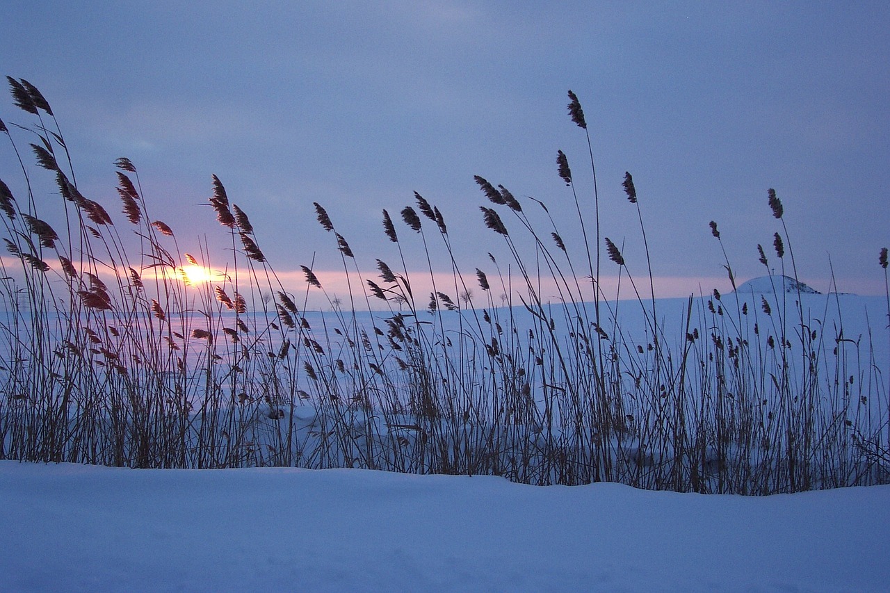 winter snow sunset free photo
