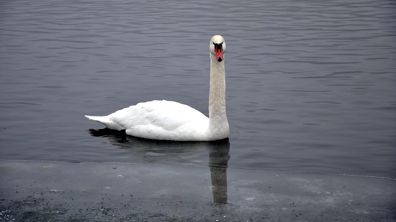 winter swan ice free photo