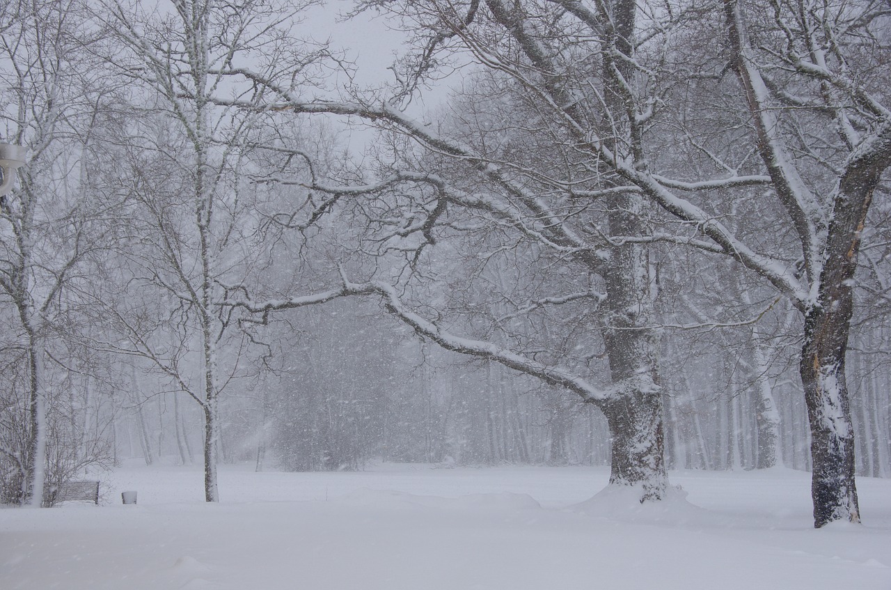 winter estonia snowing free photo