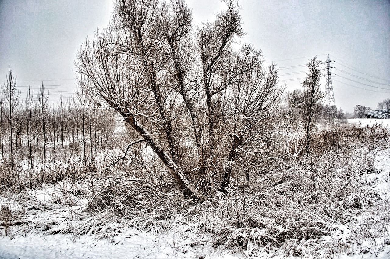 winter landscape nature free photo