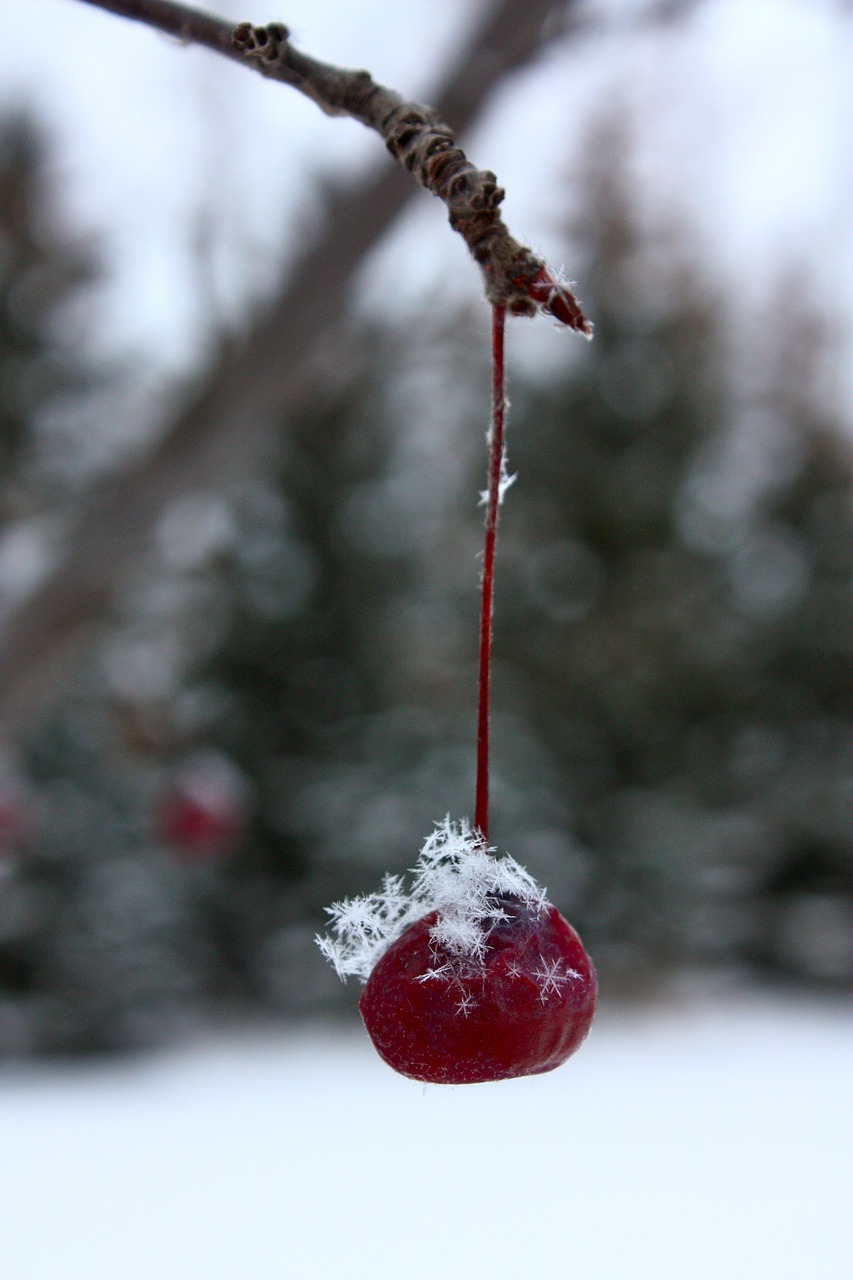 winter frost fruit free photo