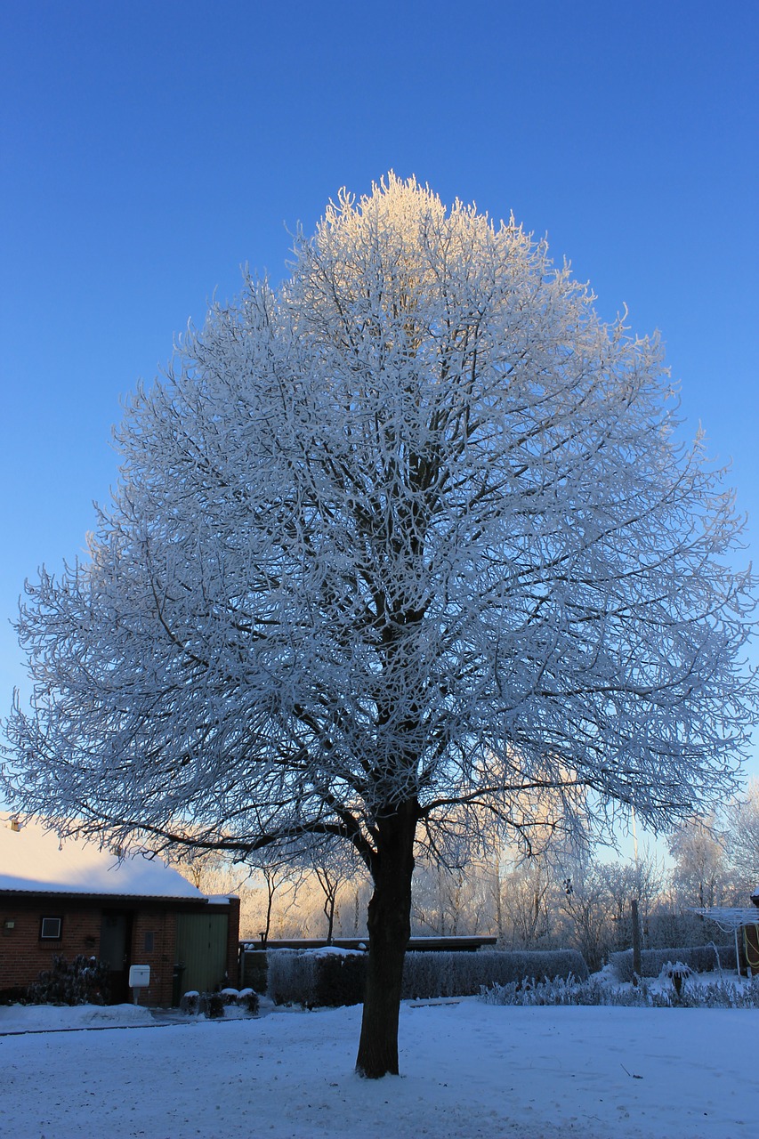 winter sunset wood free photo