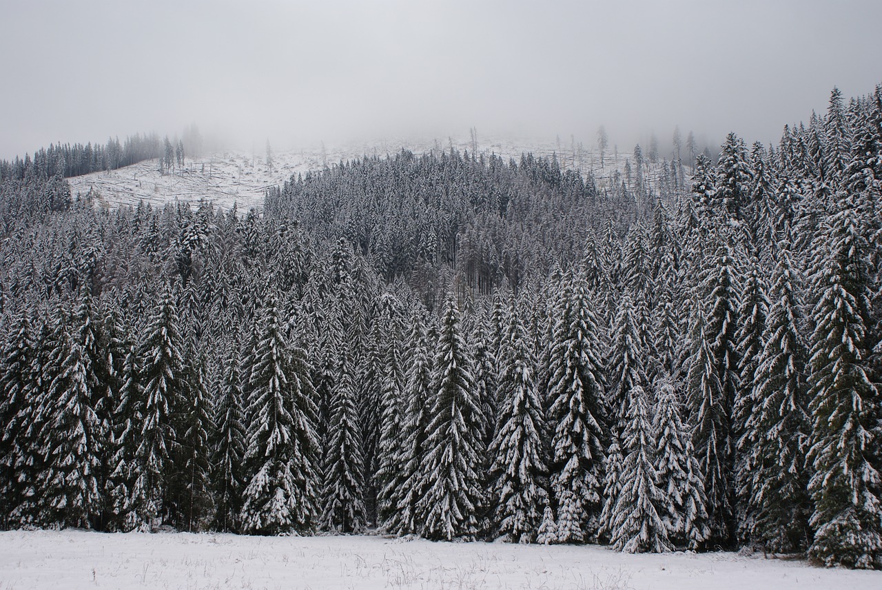 winter white forest free photo