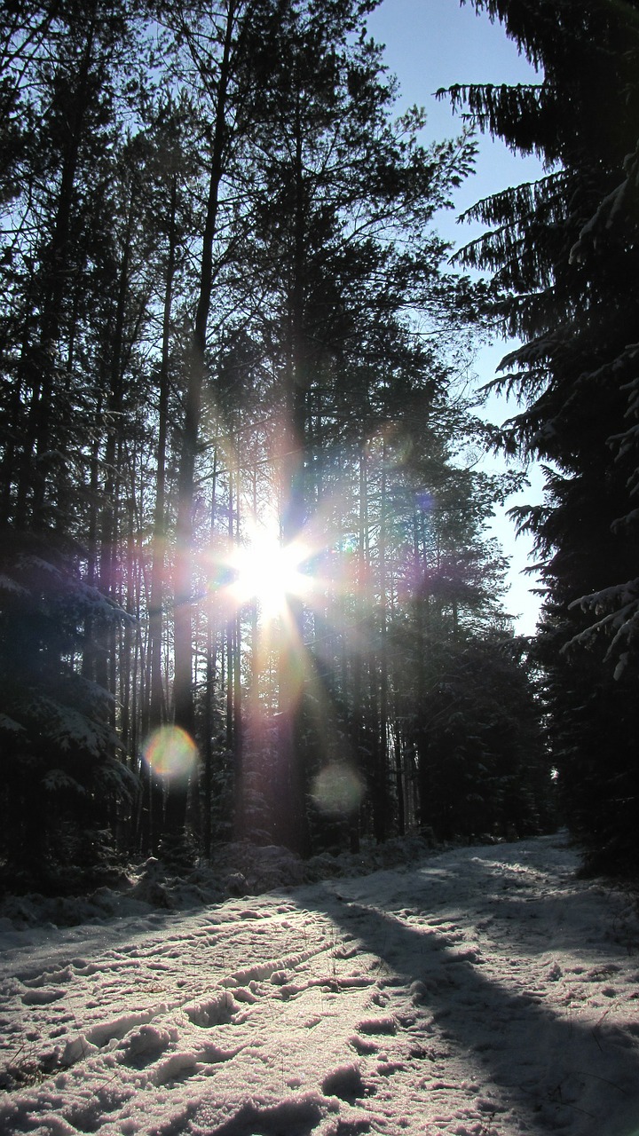winter gegenlichtaufnahme forest free photo