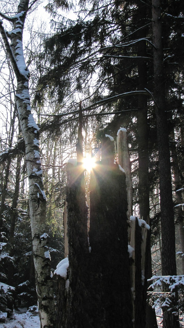 winter gegenlichtaufnahme forest free photo