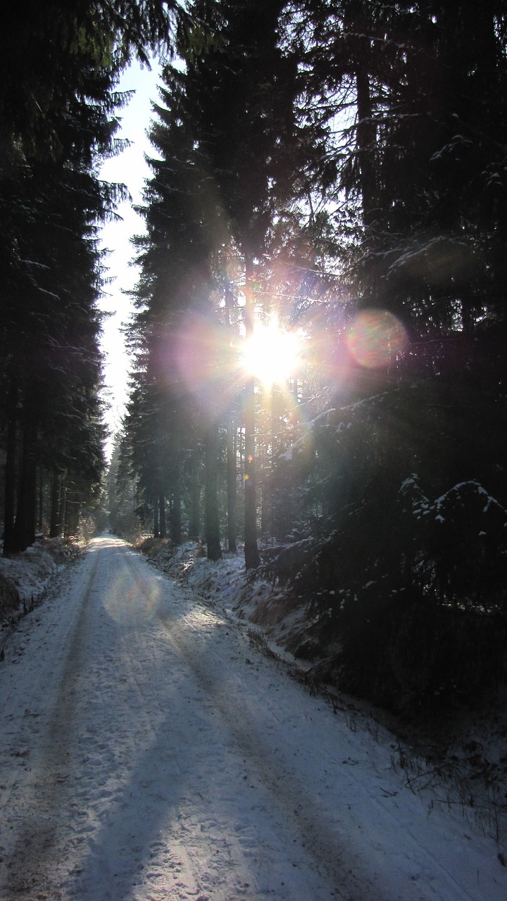winter gegenlichtaufnahme forest free photo