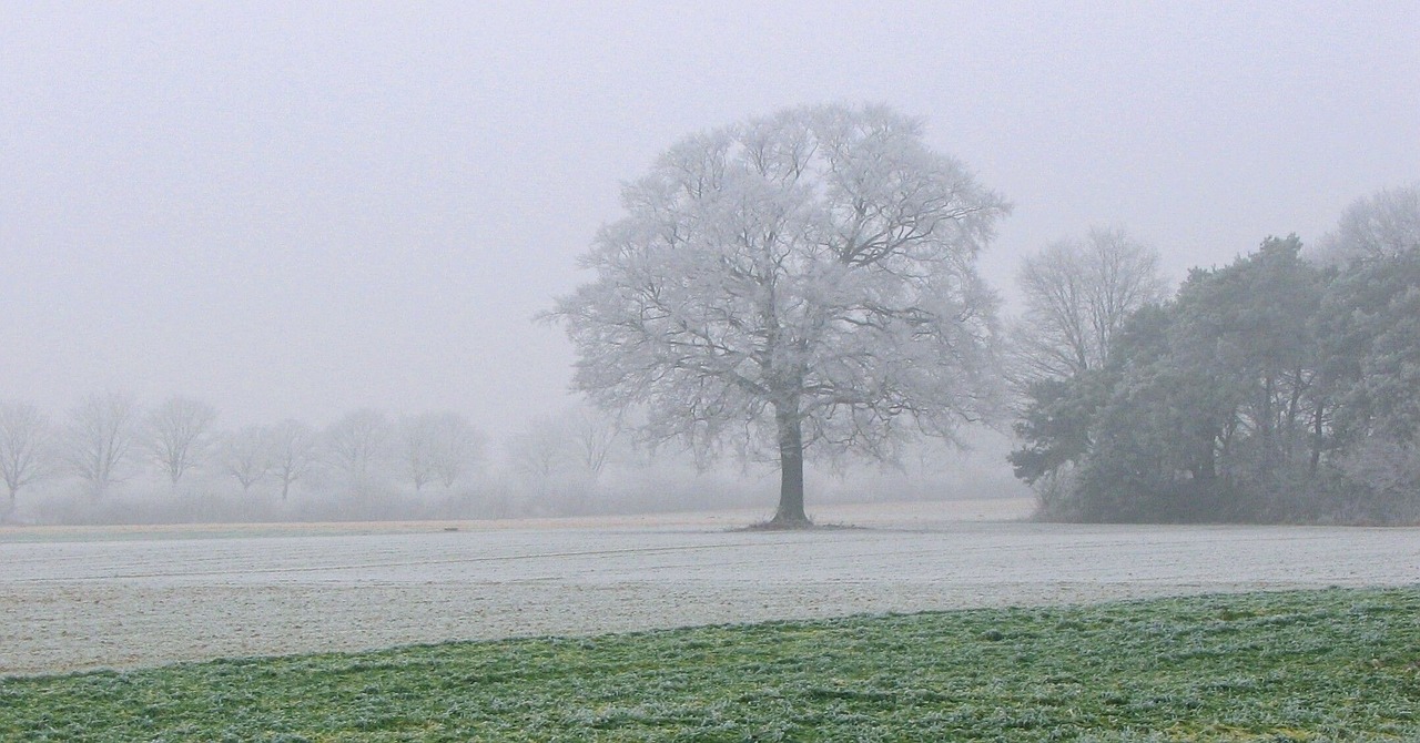 winter snow cold free photo